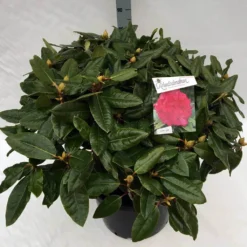 Rhododendron (Rhododendron 'American Beauty') -Tuinplantenwinkel rho. pierce amercian beauty c40