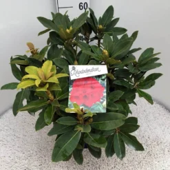 Rhododendron (Rhododendron 'Red Jack') -Tuinplantenwinkel rho. red jack c10 50 cm 1