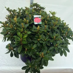Rhododendron (Rhododendron 'Red Jack') -Tuinplantenwinkel rho. red jack c80