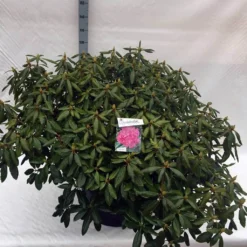 Rhododendron (Rhododendron 'Roseum Elegans') 35 Rhododendron (Rhododendron 'Roseum Elegans') -Tuinplantenwinkel rho. roseum elegans c80 1