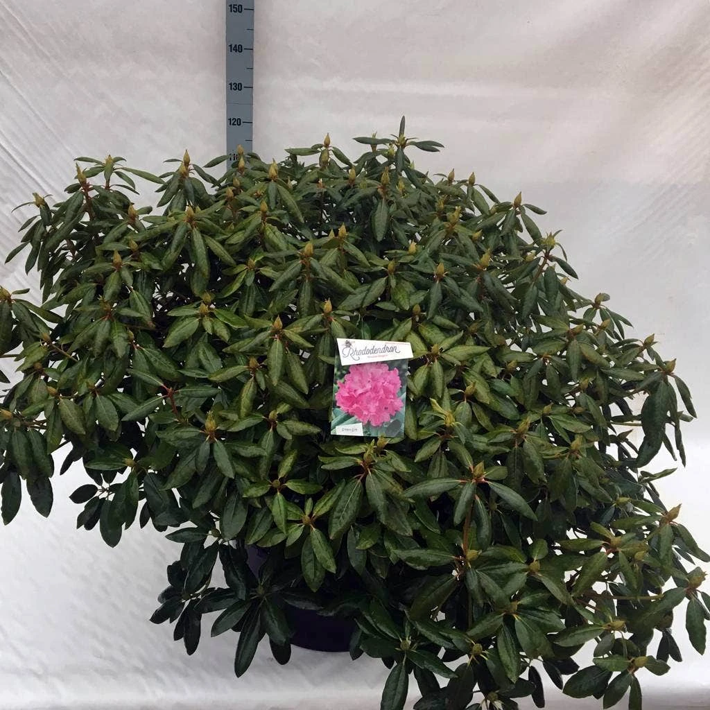 Rhododendron (Rhododendron 'Roseum Elegans') 17 Rhododendron (Rhododendron 'Roseum Elegans') - Afbeelding 17