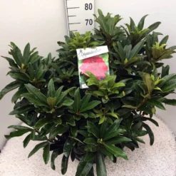 Rhododendron (Rhododendron 'Wilgen's Ruby') -Tuinplantenwinkel rho. wilgens ruby c20 1