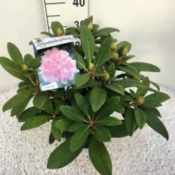 Rhododendron (Rhododendron 'Doc') -Tuinplantenwinkel rho. y doc c5 1