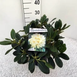 Rhododendron (Rhododendron 'Flava') -Tuinplantenwinkel rho. y flava c5