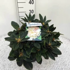 Dwergrhododendron (Rhododendron 'Golden Torch') -Tuinplantenwinkel rho. y golden torch c5 1