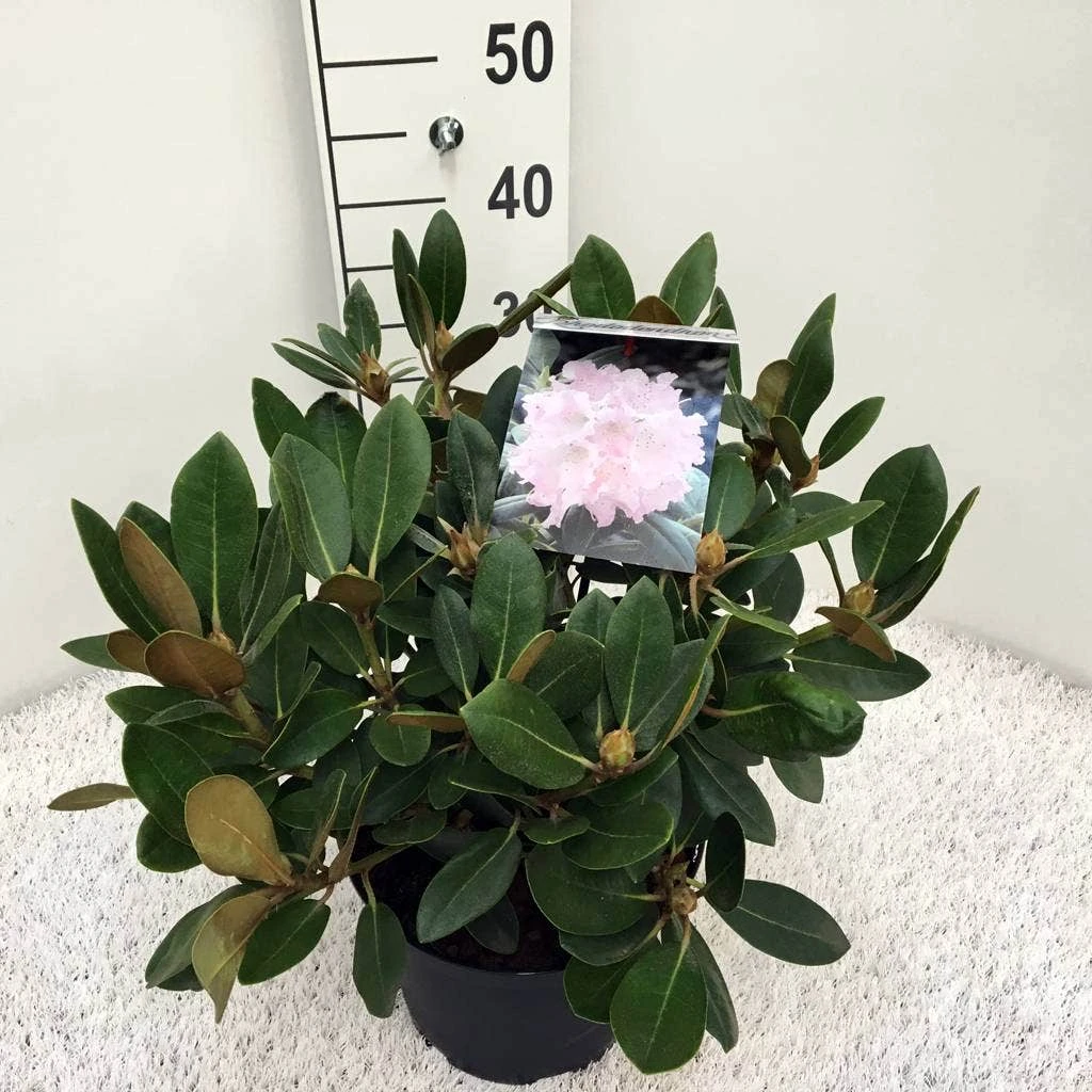 Dwergrhododendron (Rhododendron 'Silberwolke') 1 Dwergrhododendron (Rhododendron 'Silberwolke')