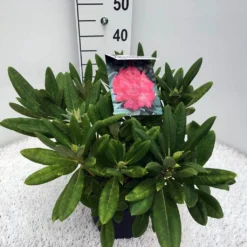 Dwergrhododendron (Rhododendron 'Sweet Sue') -Tuinplantenwinkel rho. y sweet sue c5 2
