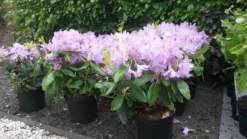 Rhododendron (Rhododendron Catawbiense 'Boursault') -Tuinplantenwinkel rhodo boursault 2
