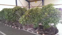 Rhododendron (Rhododendron 'Cunningham White') 35 Rhododendron (Rhododendron 'Cunningham White') -Tuinplantenwinkel rhodo cun white