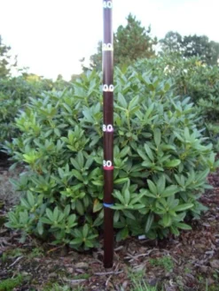 Rhododendron (Rhododendron 'Cunningham White') -Tuinplantenwinkel rhodod cun white 1 1