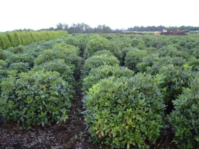 Rhododendron (Rhododendron 'Cunningham White') 18 Rhododendron (Rhododendron 'Cunningham White') - Afbeelding 18