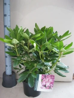 Rhododendron (Rhododendron Catawbiense 'Boursault') -Tuinplantenwinkel rhododendron boursault c5 aug