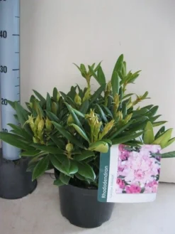 Dwergrhododendron (Rhododendron 'Caroline Allbrook') -Tuinplantenwinkel rhododendron caroline allbrook c5 aug