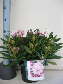 Dwergrhododendron (Rhododendron 'Caroline Allbrook') -Tuinplantenwinkel rhododendron caroline allbrook c5 sept