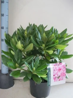 Rhododendron (Rhododendron 'Cosmopolitan') -Tuinplantenwinkel rhododendron cosmopolotan c5 aug