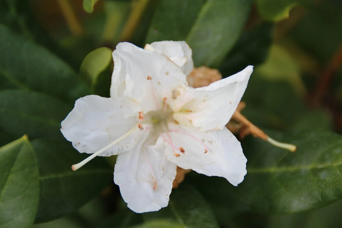 Rhododendron (Rhododendron 'Cunningham White') 3 Rhododendron (Rhododendron 'Cunningham White') - Afbeelding 3