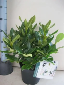 Rhododendron (Rhododendron 'Cunningham White') 33 Rhododendron (Rhododendron 'Cunningham White') -Tuinplantenwinkel rhododendron cunninghams white c5 aug