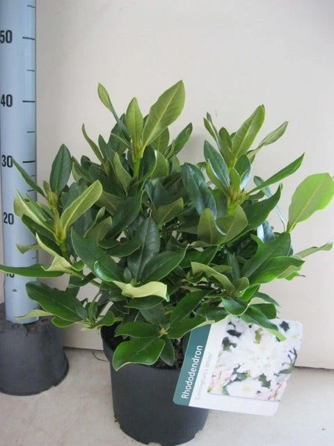 Rhododendron (Rhododendron 'Cunningham White') 15 Rhododendron (Rhododendron 'Cunningham White') - Afbeelding 15