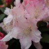 Dwergrhododendron (Rhododendron 'Dreamland')