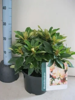 Dwergrhododendron (Rhododendron 'Golden Torch') 14 Dwergrhododendron (Rhododendron 'Golden Torch') -Tuinplantenwinkel rhododendron golden torch c5 aug