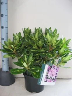 Rhododendron (Rhododendron 'Goldflimmer') -Tuinplantenwinkel rhododendron goldflimmer c5 aug 1