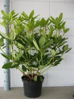 Rhododendron (Rhododendron Catawbiense 'Grandiflorum') 19 Rhododendron (Rhododendron Catawbiense 'Grandiflorum') -Tuinplantenwinkel rhododendron grandiflorum 50 60 1