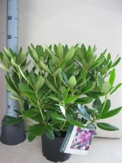 Rhododendron (Rhododendron Catawbiense 'Grandiflorum') 20 Rhododendron (Rhododendron Catawbiense 'Grandiflorum') -Tuinplantenwinkel rhododendron grandiflorum c5 aug 2