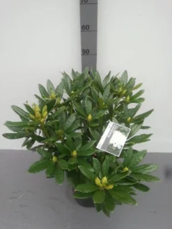 Rhododendron (Rhododendron 'Madame Masson') -Tuinplantenwinkel rhododendron madame masson