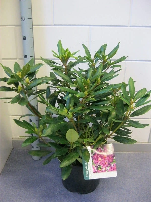Rhododendron (Rhododendron 'Marcel Menard') 2 Rhododendron (Rhododendron 'Marcel Menard') - Afbeelding 2