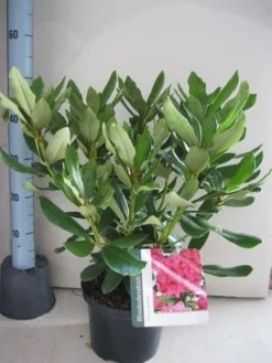 Rhododendron (Rhododendron 'Nova Zembla') -Tuinplantenwinkel rhododendron nova zembla c5 aug 1
