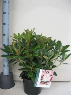 Rhododendron (Rhododendron 'Percy Wiseman') -Tuinplantenwinkel rhododendron percy wiceman c5 aug 1