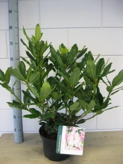 Bosrhododendron (Rhododendron Ponticum 'Roseum') -Tuinplantenwinkel rhododendron ponticum roseum c5 oktober 1