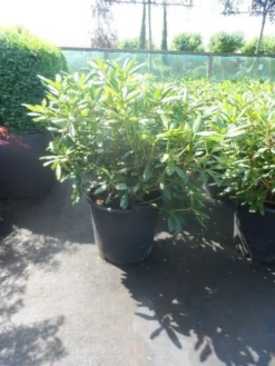 Rhododendron (Rhododendron 'Roseum Elegans') -Tuinplantenwinkel rhododendron roseum elegans 60 80 cont