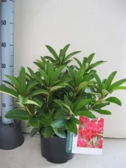 Rhododendron (Rhododendron 'Wilgen's Ruby') -Tuinplantenwinkel rhododendron wilgens ruby c5 aug 1