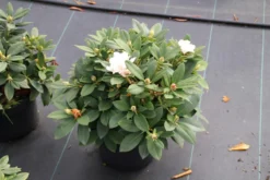 Dwergrhododendron (Rhododendron 'Golden Torch') 17 Dwergrhododendron (Rhododendron 'Golden Torch') -Tuinplantenwinkel rhododendron y. golden torch 5