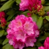 Dwergrhododendron (Rhododendron 'Polaris')