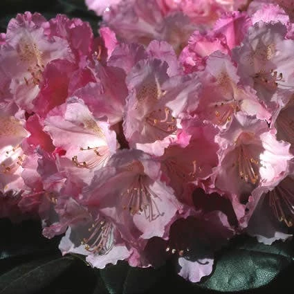 Dwergrhododendron (Rhododendron 'Polaris') 2 Dwergrhododendron (Rhododendron 'Polaris') - Afbeelding 2