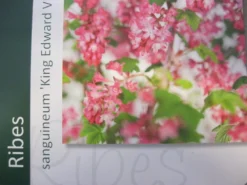 Ribes (Ribes Sanguineum 'King Edward VII') 13 Ribes (Ribes Sanguineum 'King Edward VII') -Tuinplantenwinkel ribes king edward