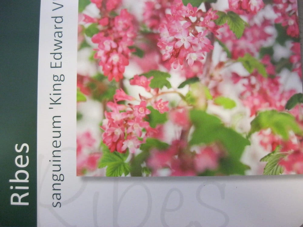 Ribes (Ribes Sanguineum 'King Edward VII') 6 Ribes (Ribes Sanguineum 'King Edward VII') - Afbeelding 6
