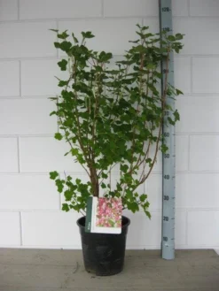 Ribes (Ribes Sanguineum 'King Edward VII') 11 Ribes (Ribes Sanguineum 'King Edward VII') -Tuinplantenwinkel ribes king edward c7 april