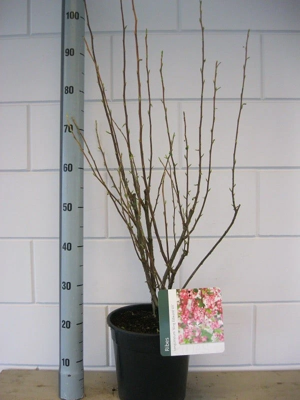 Ribes (Ribes Sanguineum 'King Edward VII') 3 Ribes (Ribes Sanguineum 'King Edward VII') - Afbeelding 3