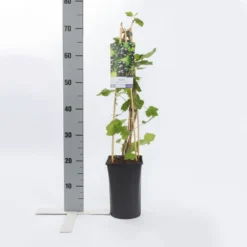 Zwarte Bes (Ribes Nigrum 'Ben Nevis') -Tuinplantenwinkel ribes nigrum ben nevis