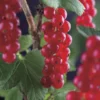 Rode Bes Op Stam (Ribes Rubrum 'Jonkheer Van Tets')