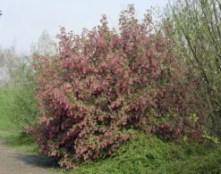 Ribes (Ribes Sanguineum 'King Edward VII')