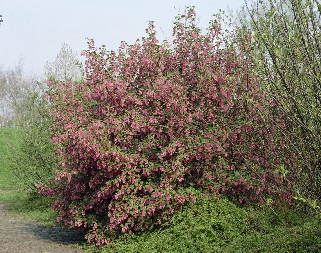 Ribes (Ribes Sanguineum 'King Edward VII') 1 Ribes (Ribes Sanguineum 'King Edward VII')