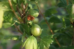 Groene Kruisbes Op Stam (Ribes Uva-crispa 'Hinnonmaki Grön') -Tuinplantenwinkel ribes uva crispa hinnonmaki gr n lage res 1