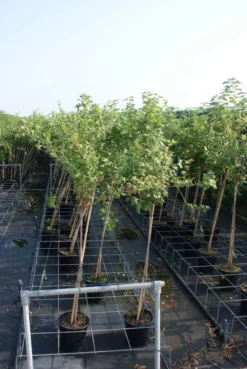 Groene Kruisbes Op Stam (Ribes Uva-crispa 'Hinnonmaki Grön') -Tuinplantenwinkel ribes uva crispa hinnonmaki gr n stam lage res 2