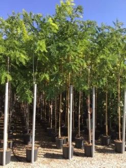 Acacia (Robinia Margaretta 'Casque Rouge') 13 Acacia (Robinia Margaretta 'Casque Rouge') -Tuinplantenwinkel robinia caque rouge 8 10