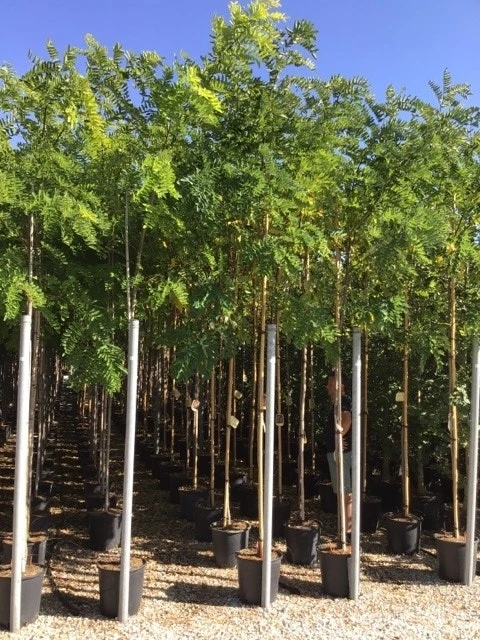 Acacia (Robinia Margaretta 'Casque Rouge') 7 Acacia (Robinia Margaretta 'Casque Rouge') - Afbeelding 7