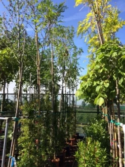 Acacia (Robinia Margaretta 'Casque Rouge') 12 Acacia (Robinia Margaretta 'Casque Rouge') -Tuinplantenwinkel robinia casque rouge 12 14